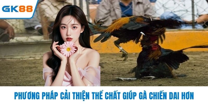 Phương pháp cải thiện thể chất giúp gà chiến dai hơn
