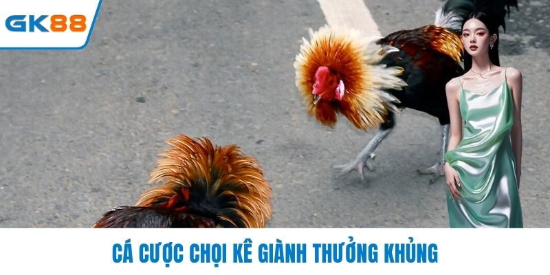 Cá cược chọi kê giành thưởng khủng